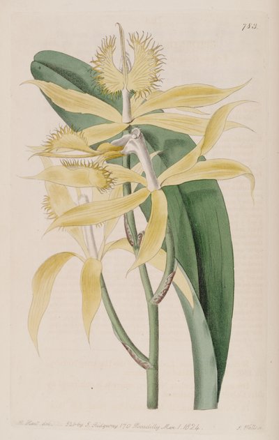 Illustration von Epidendrum ciliare (als syn. Epidendrum cuspidatum) von M. Hart